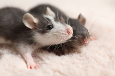 Photo of Adorable little rats on faux fur, closeup