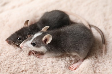 Two adorable little rats on faux fur