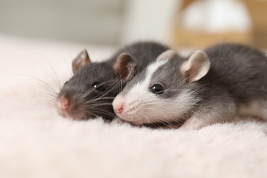 Photo of Adorable little rats on faux fur, closeup