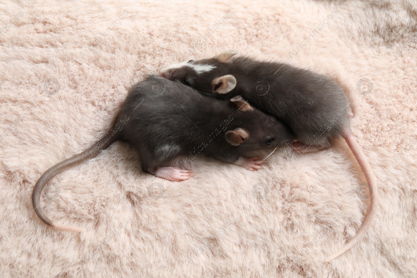 Photo of Adorable little rats on faux fur, above view