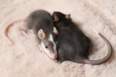 Two adorable little rats on faux fur