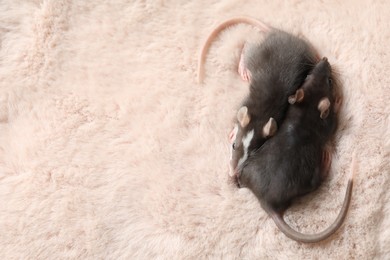 Photo of Adorable little rats on faux fur, top view. Space for text