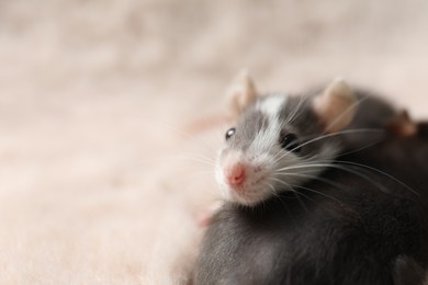 Photo of Adorable little rats on faux fur, closeup. Space for text