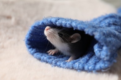 Photo of Adorable little rat in blue sweater on faux fur, closeup. Space for text