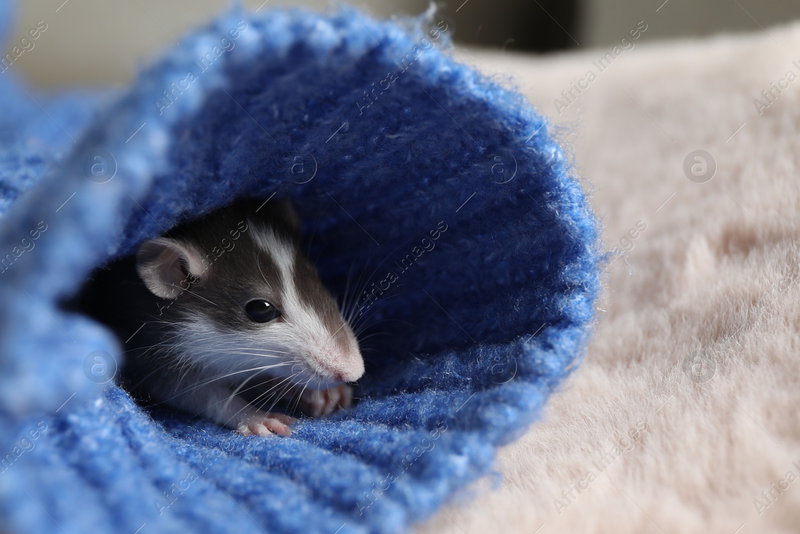 Photo of Adorable little rat in blue sweater on faux fur, closeup. Space for text