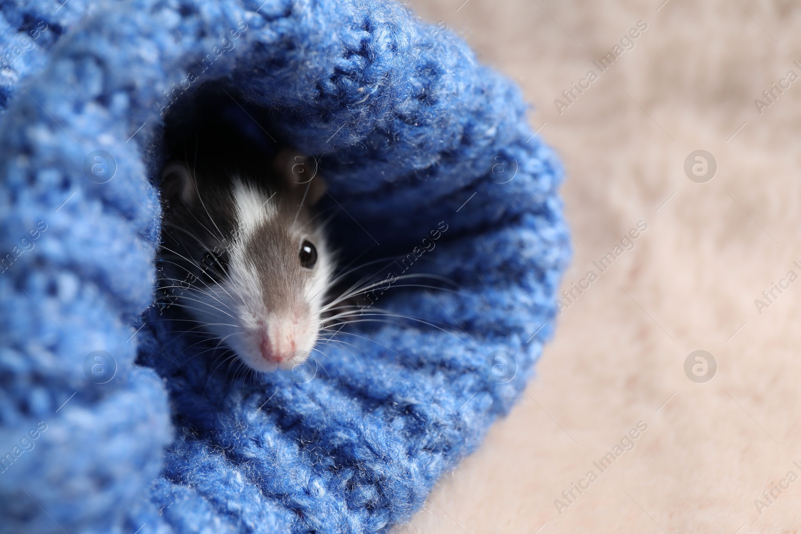 Photo of Adorable little rat in blue sweater on faux fur, closeup. Space for text