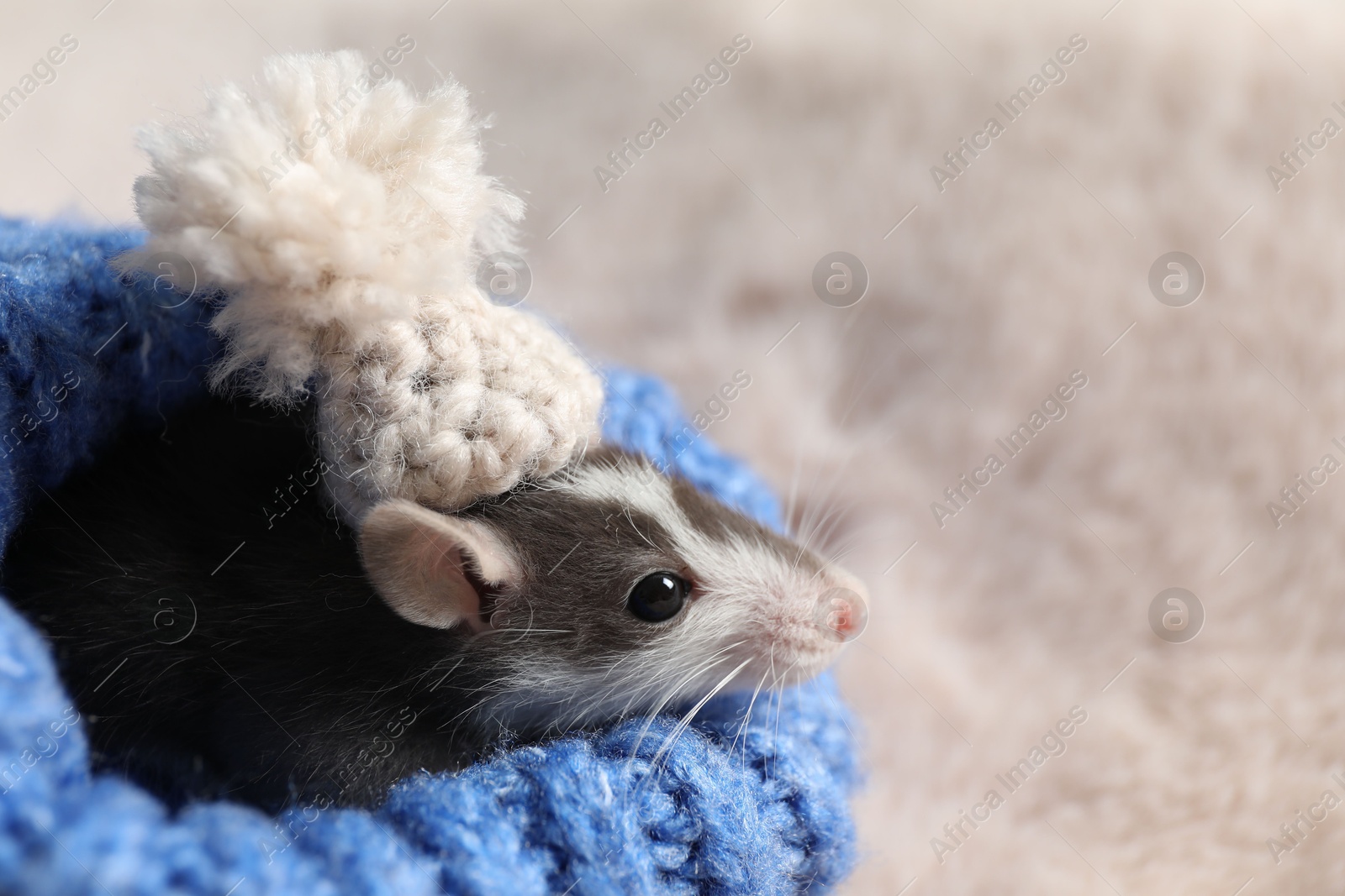 Photo of Adorable little rat with hat in blue sweater on faux fur, closeup. Space for text