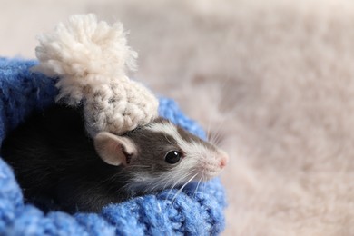 Photo of Adorable little rat with hat in blue sweater on faux fur, closeup. Space for text