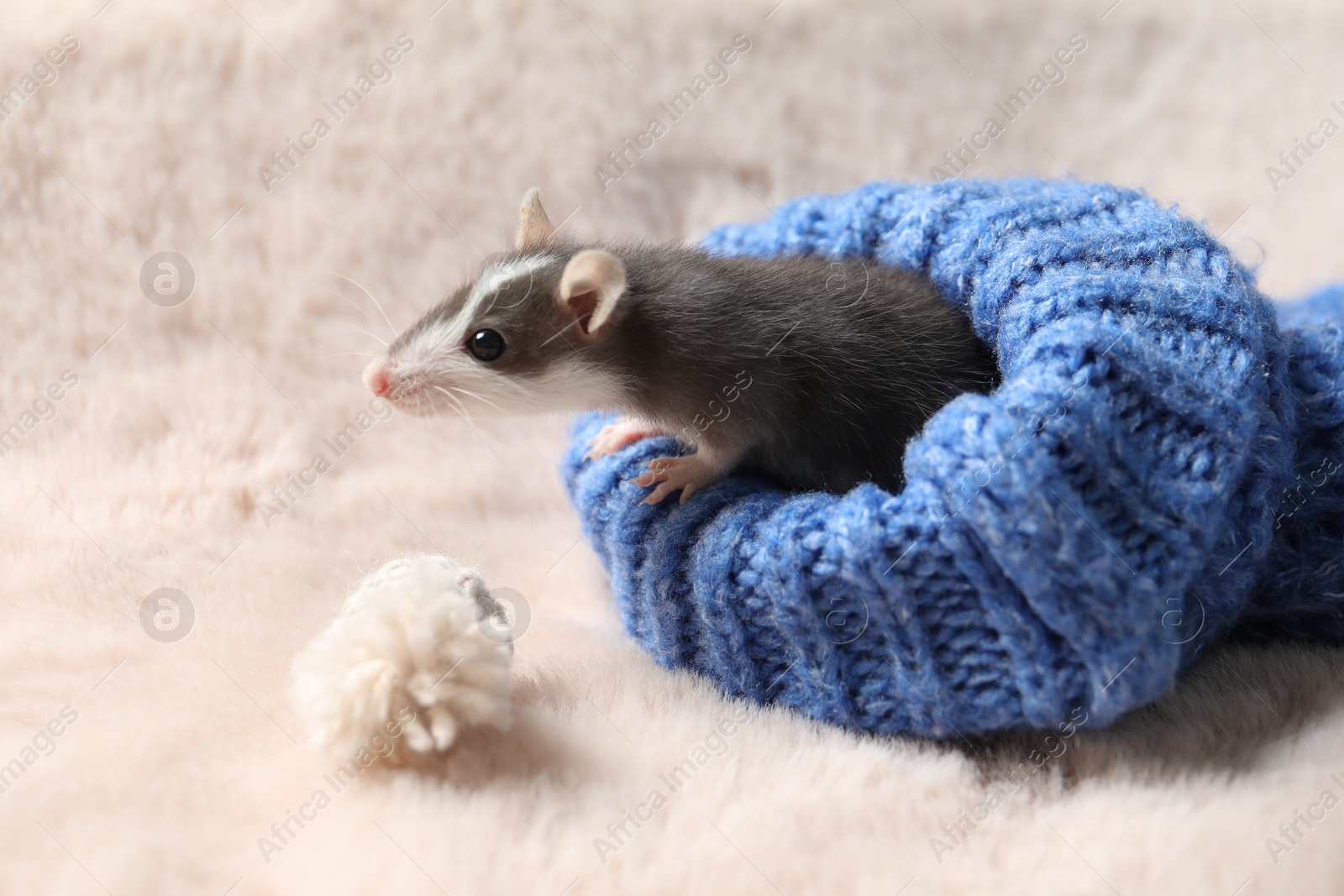 Photo of Adorable little rat in blue sweater and hat on faux fur