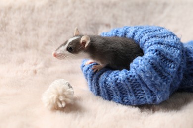 Adorable little rat in blue sweater and hat on faux fur