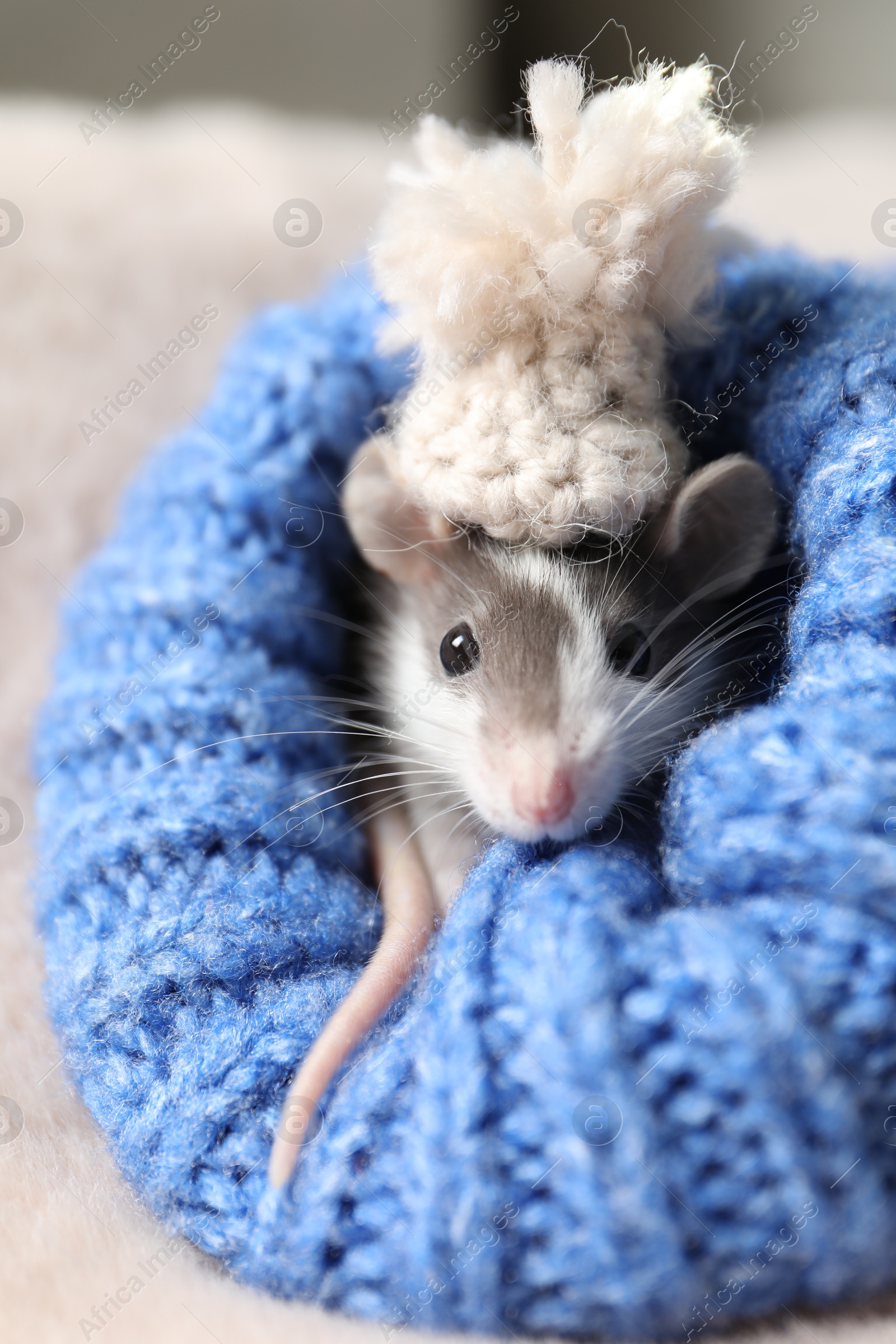 Photo of Adorable little rat with hat in blue sweater on faux fur, closeup