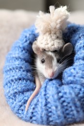 Adorable little rat with hat in blue sweater on faux fur, closeup