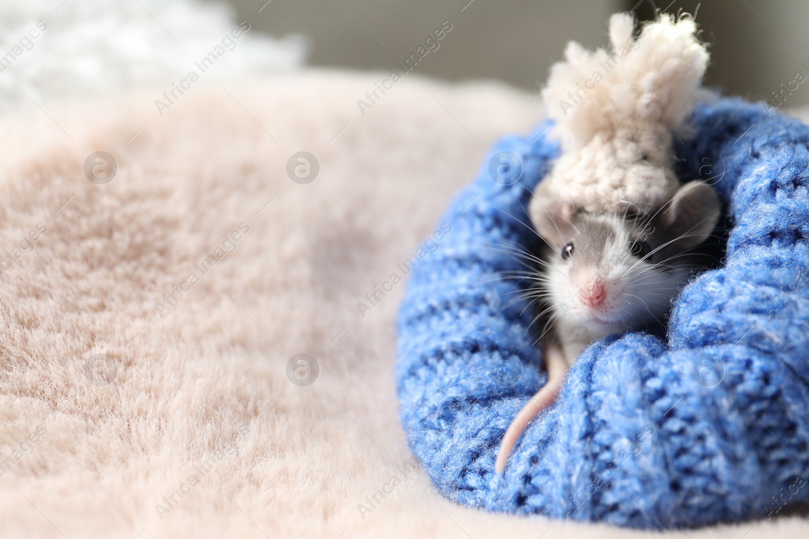 Photo of Adorable little rat with hat in blue sweater on faux fur, closeup. Space for text