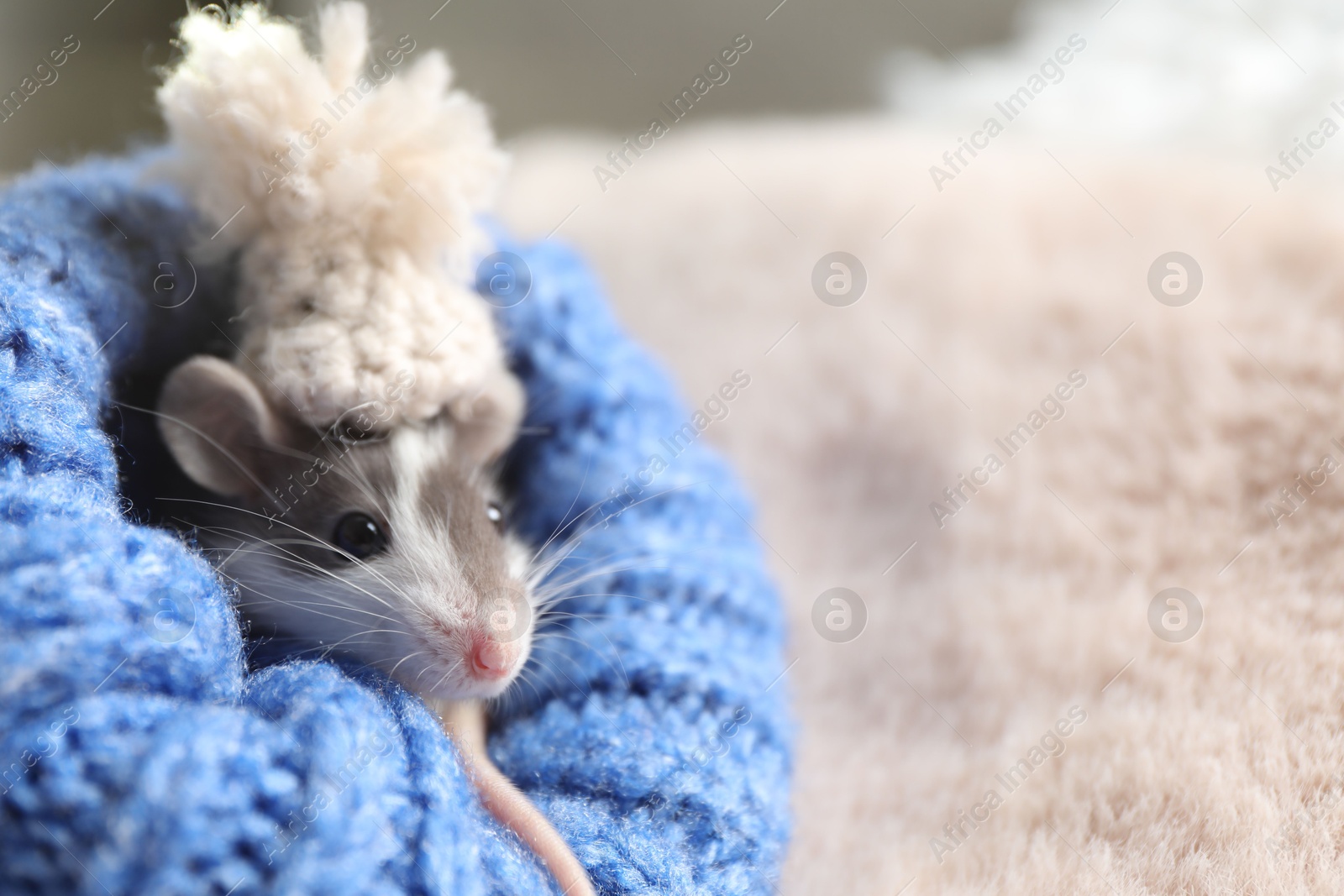 Photo of Adorable little rat with hat in blue sweater on faux fur, closeup. Space for text