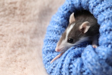 Adorable little rat with hat in blue sweater on faux fur, closeup. Space for text