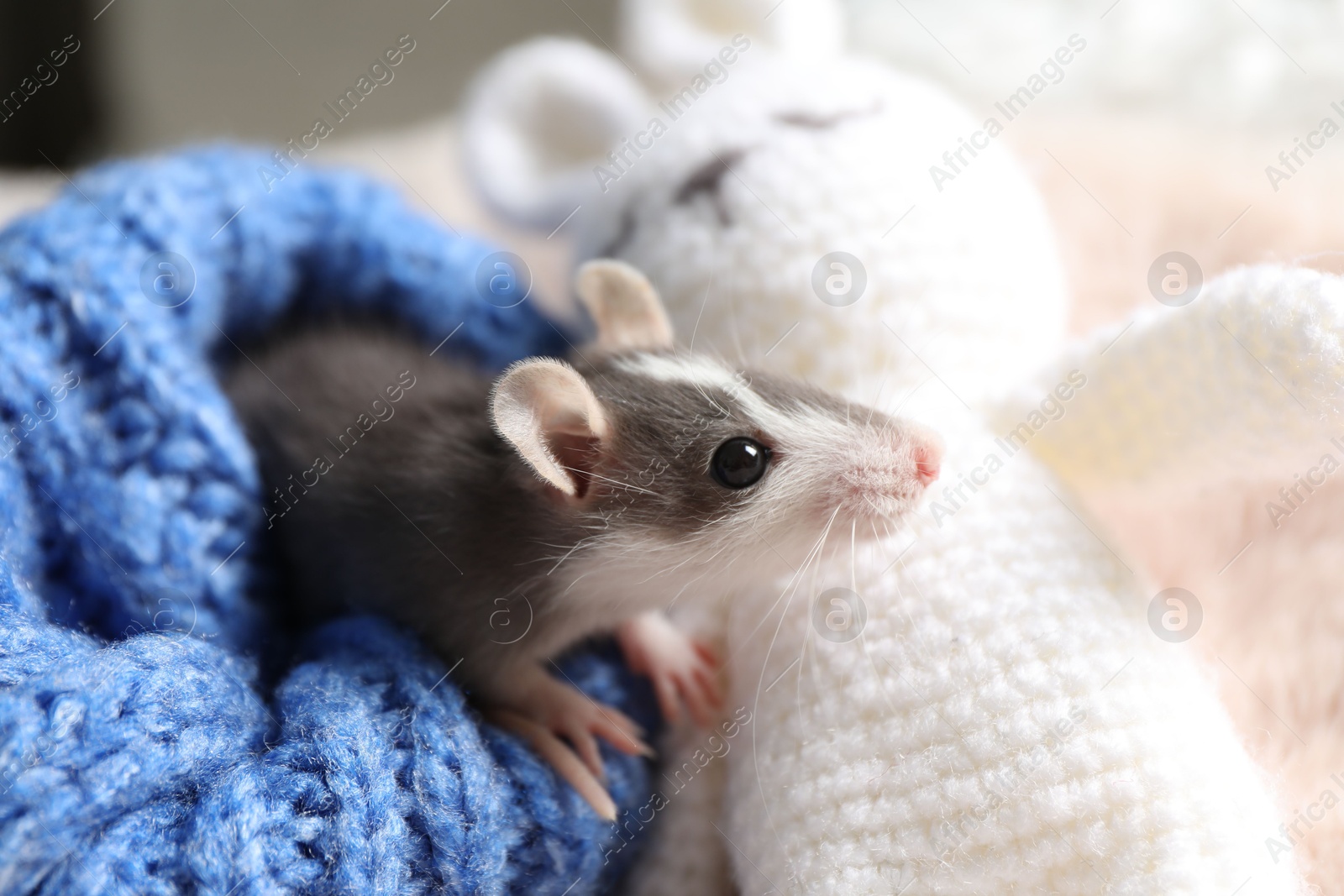 Photo of Adorable little rat in blue sweater and crocheted bunny on faux fur, closeup