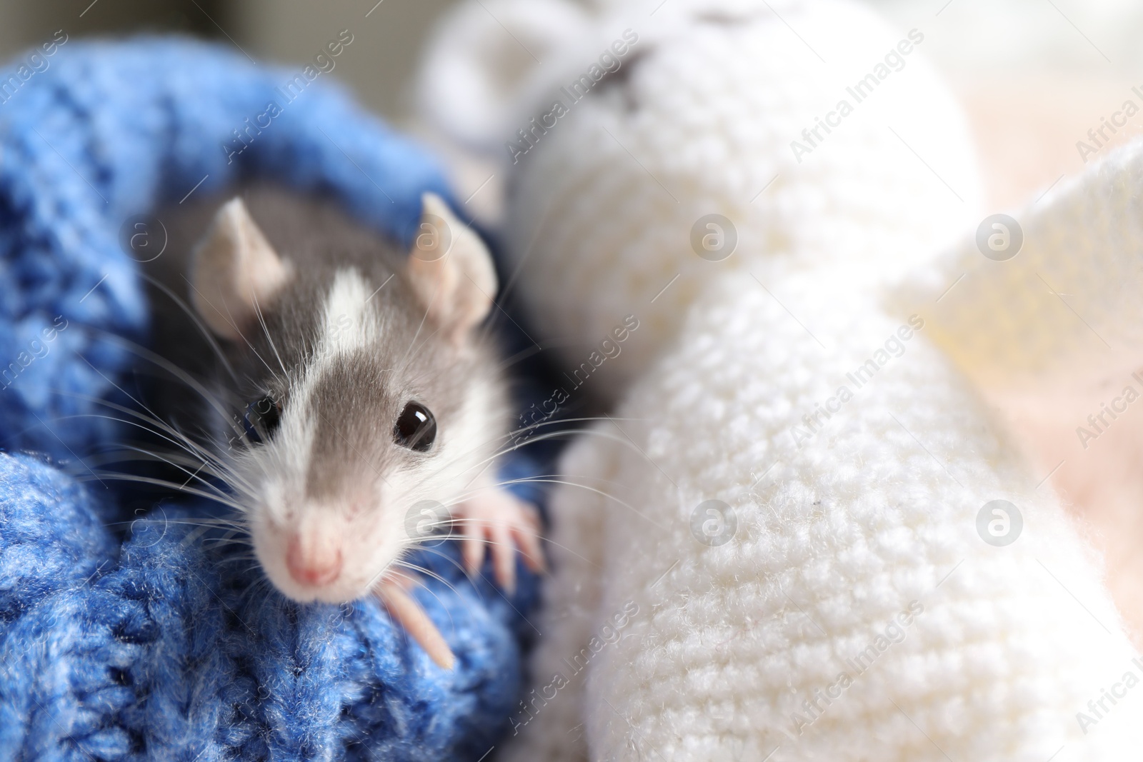 Photo of Adorable little rat in blue sweater and crocheted bunny, closeup