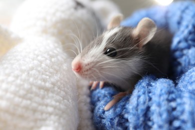 Photo of Adorable little rat in blue sweater and crocheted bunny, closeup