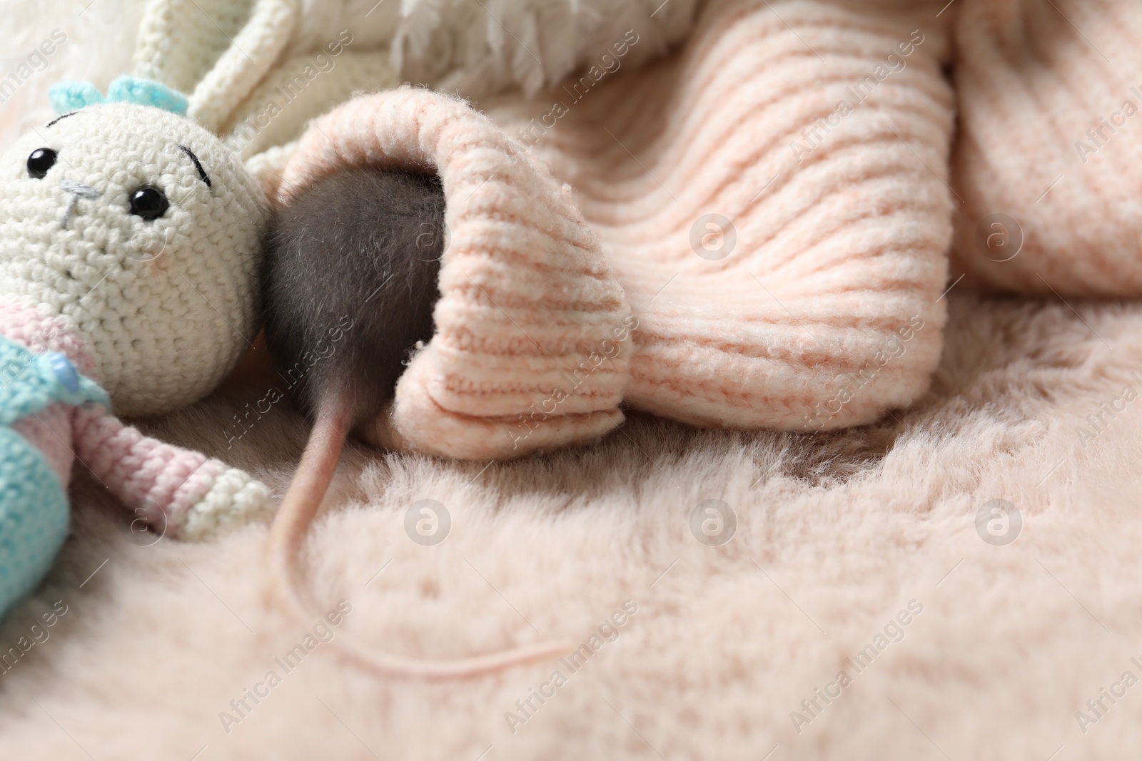 Photo of Adorable little rat in sweater and crocheted bunny on faux fur