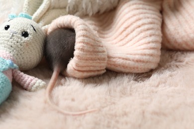 Adorable little rat in sweater and crocheted bunny on faux fur