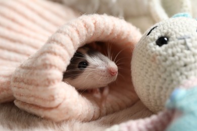 Photo of Adorable little rat in sweater and crocheted bunny on faux fur, closeup