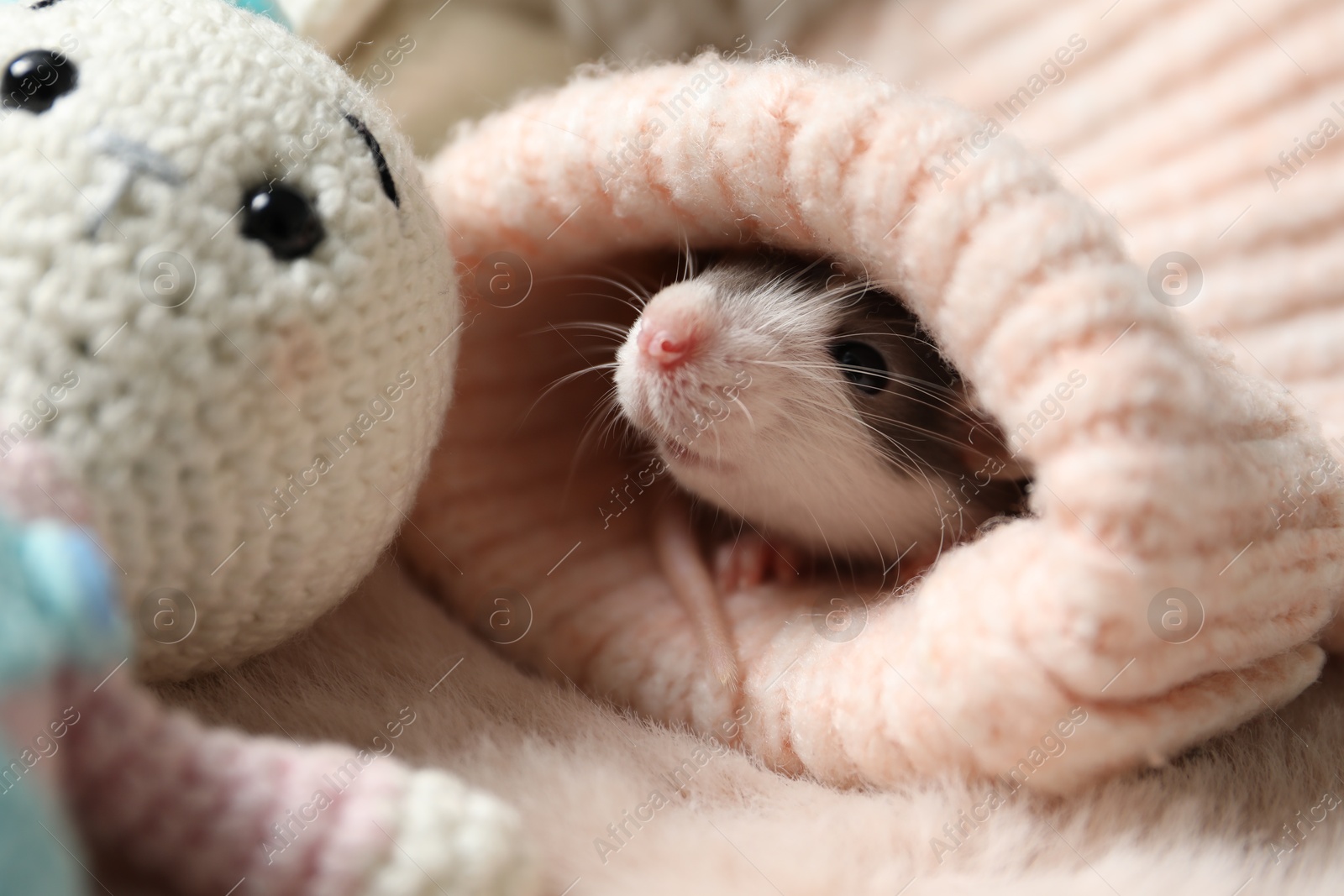 Photo of Adorable little rat in sweater and crocheted bunny on faux fur, closeup