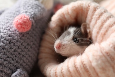 Photo of Adorable little rat in sweater and crocheted toy, closeup