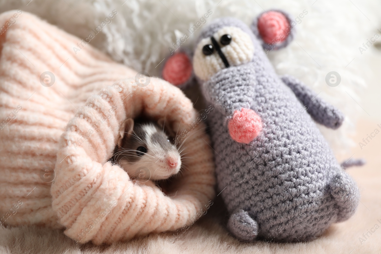 Photo of Adorable little rat in sweater and crocheted toy on faux fur