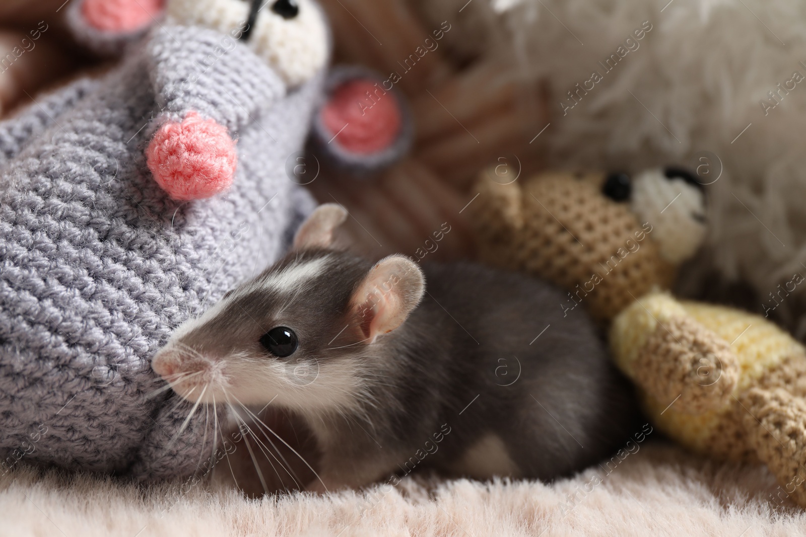 Photo of Adorable little rat and crocheted toys on faux fur