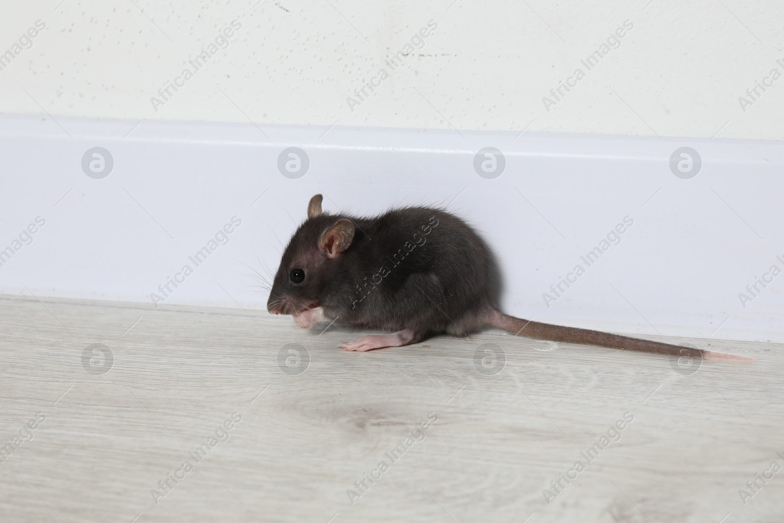 Photo of Rat on floor near baseboard indoors. Pest control