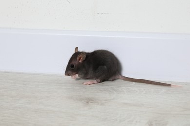 Photo of Rat on floor near baseboard indoors. Pest control