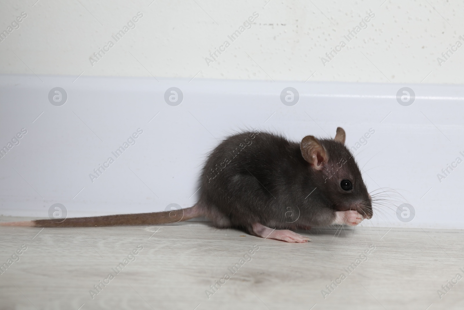 Photo of Rat on floor near baseboard indoors. Pest control