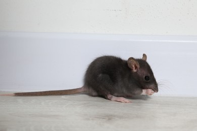 Photo of Rat on floor near baseboard indoors. Pest control