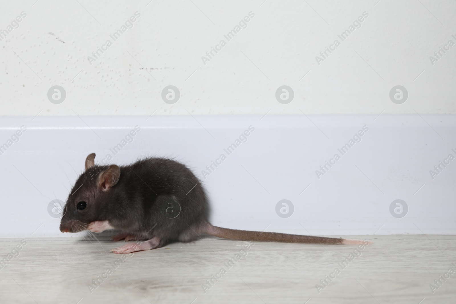 Photo of Rat on floor near baseboard indoors. Pest control