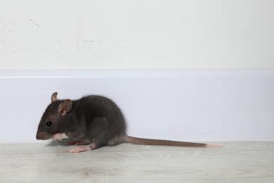 Rat on floor near baseboard indoors. Pest control