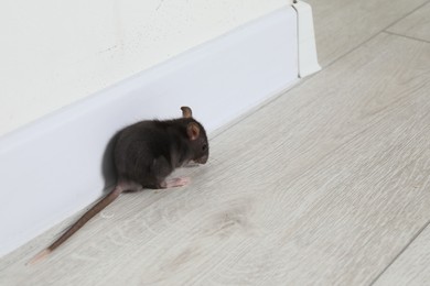 Photo of Rat on floor near baseboard indoors, space for text. Pest control