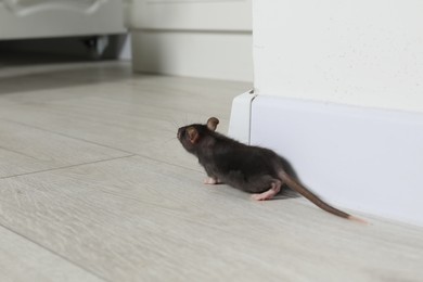 Photo of Rat on floor near baseboard indoors, space for text. Pest control