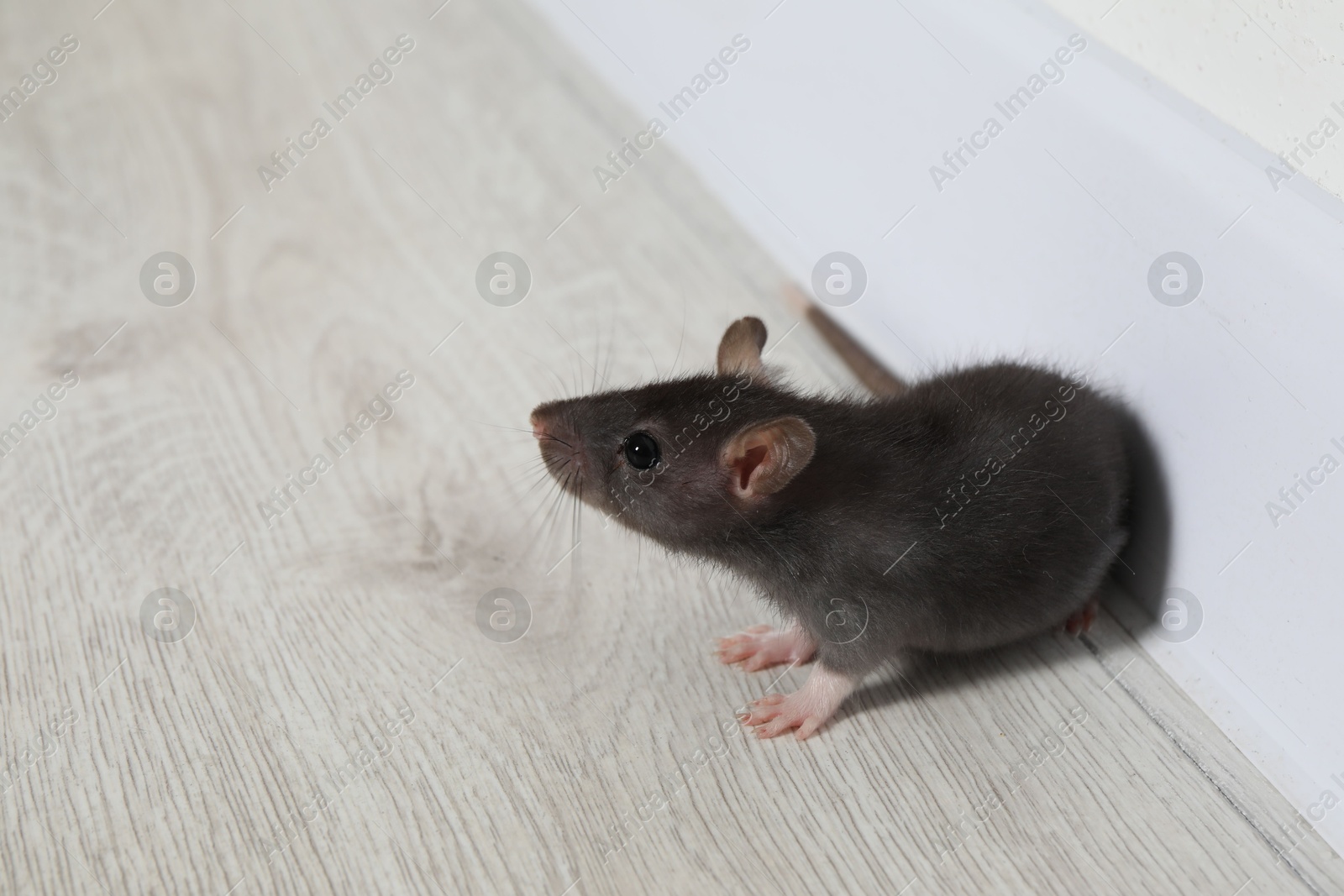 Photo of Rat on floor near baseboard indoors, space for text. Pest control