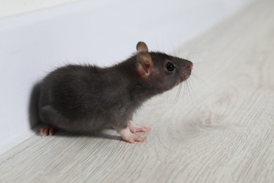 Photo of Rat on floor near baseboard indoors. Pest control