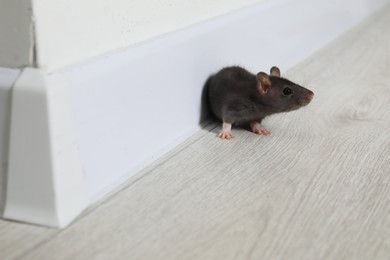 Photo of Rat on floor near baseboard indoors. Pest control