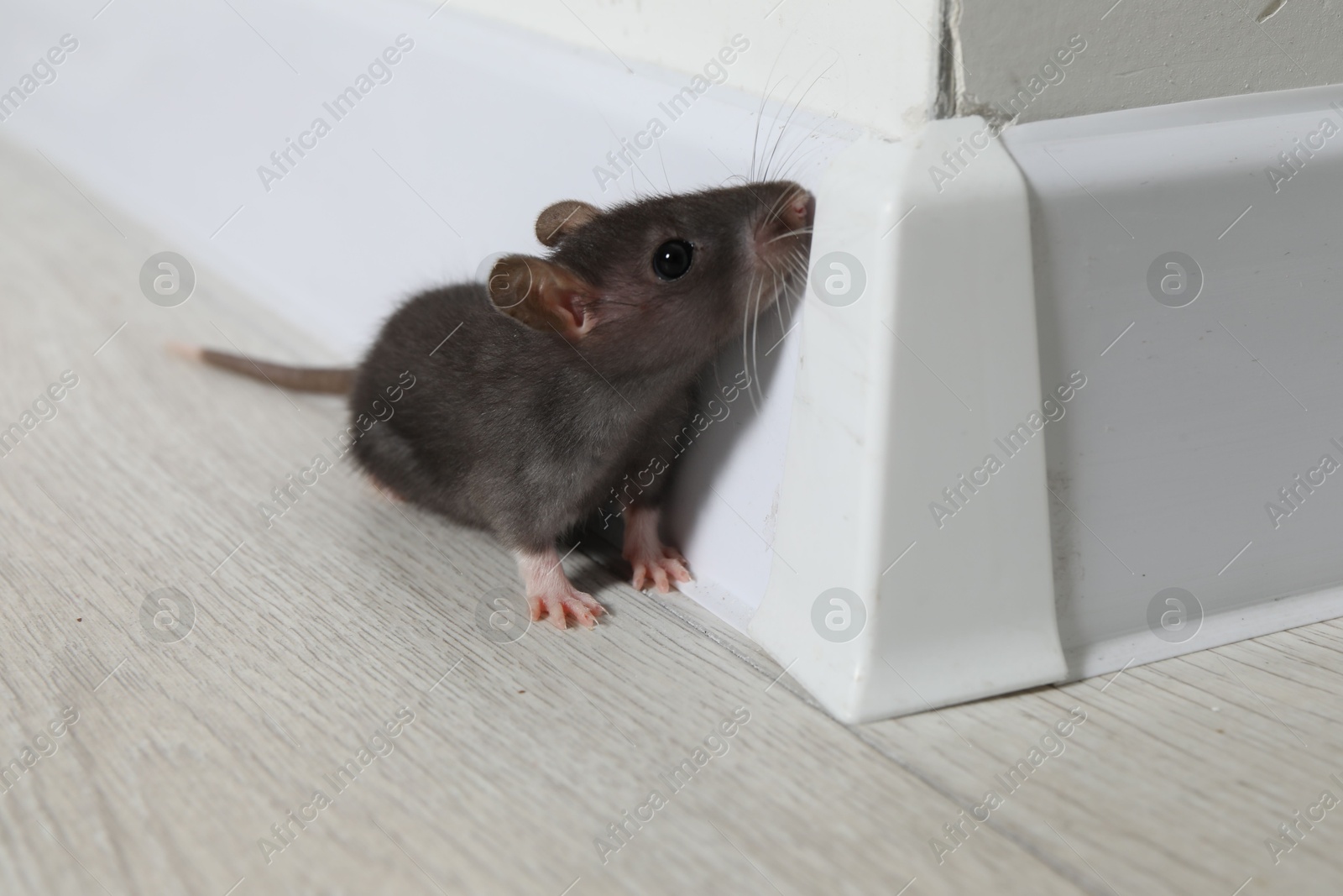 Photo of Rat on floor near baseboard indoors. Pest control