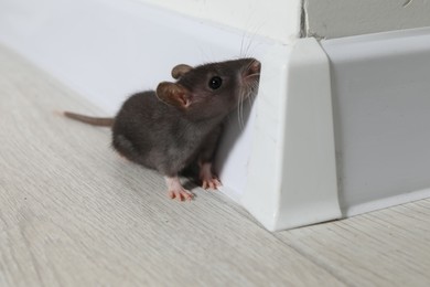 Photo of Rat on floor near baseboard indoors. Pest control