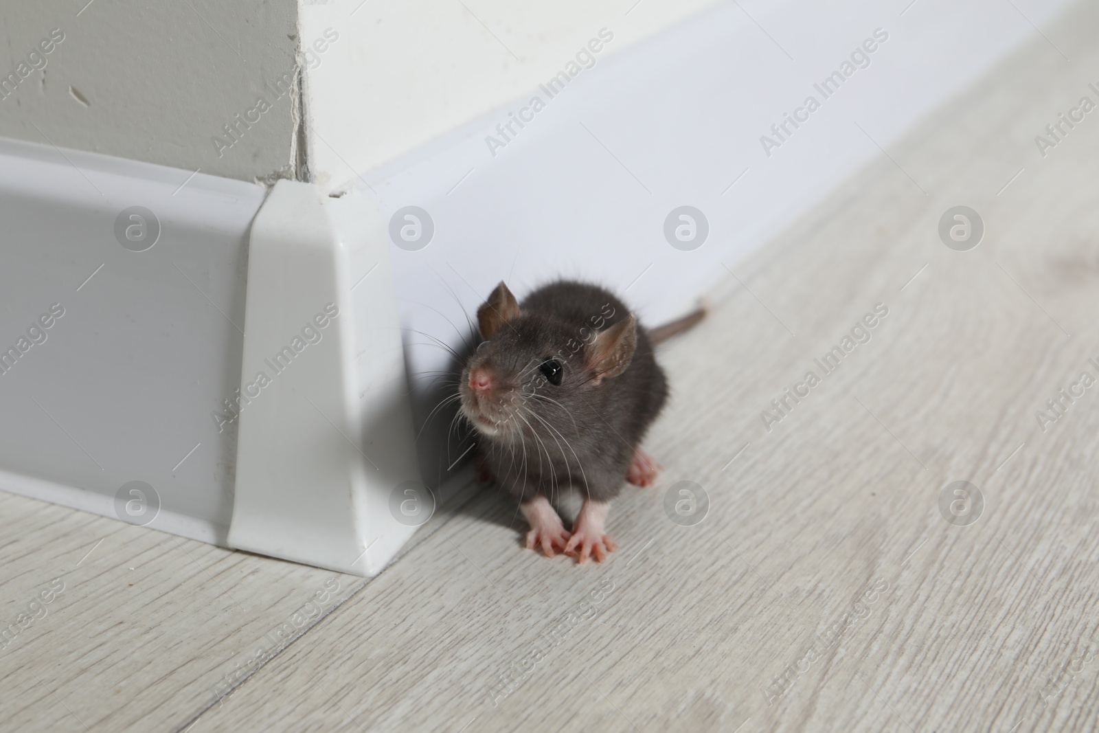 Photo of Rat on floor near baseboard indoors. Pest control