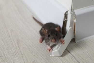 Photo of Rat on floor near chewed baseboard indoors, space for text. Pest control