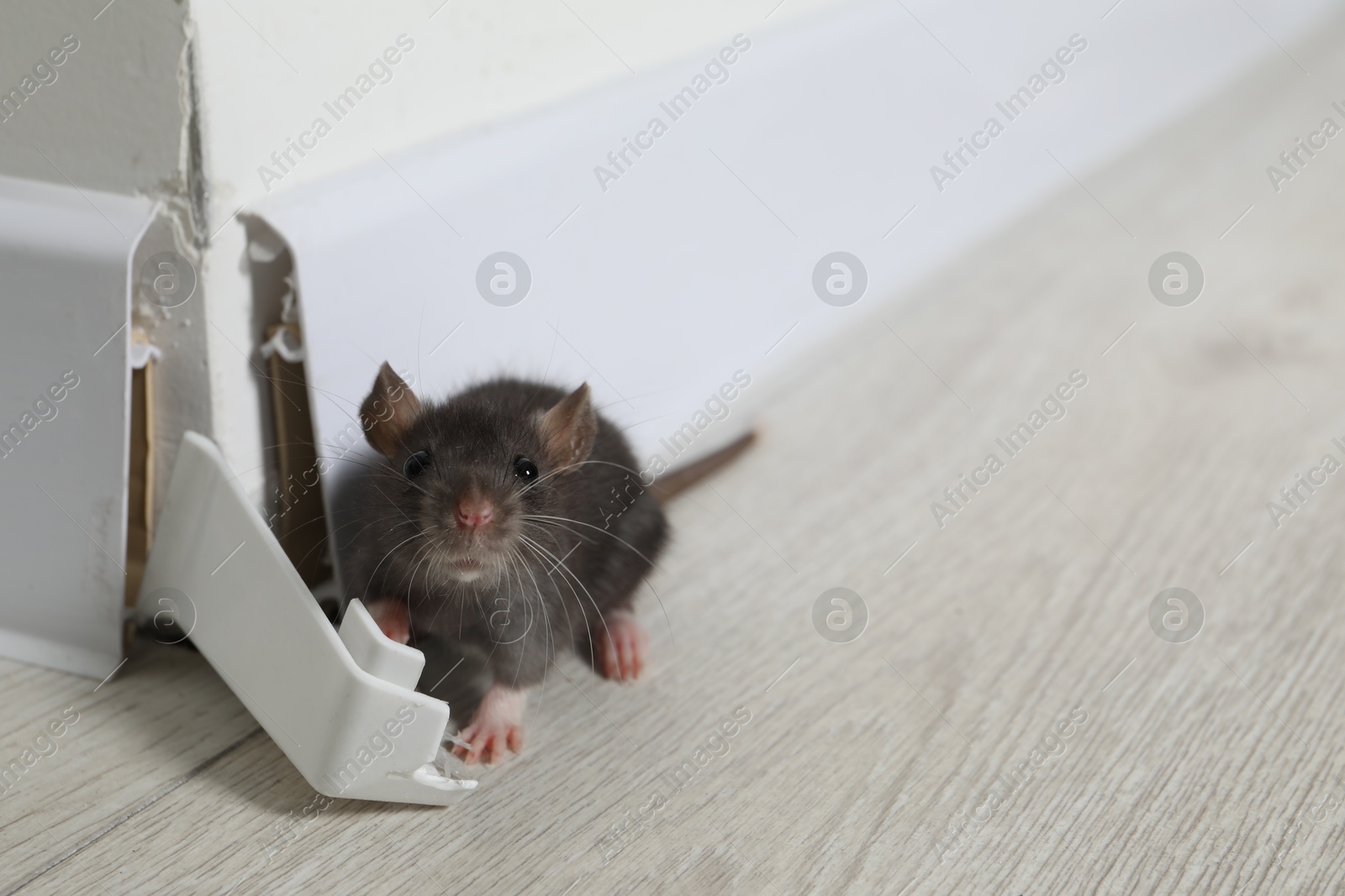 Photo of Rat on floor near chewed baseboard indoors, space for text. Pest control