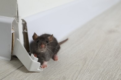 Photo of Rat on floor near chewed baseboard indoors, space for text. Pest control