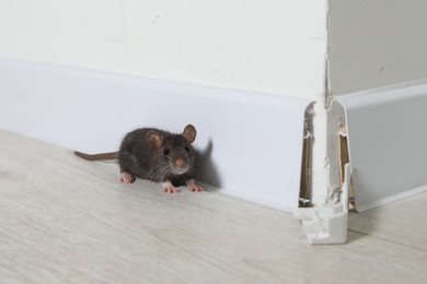 Photo of Rat on floor near chewed baseboard indoors. Pest control