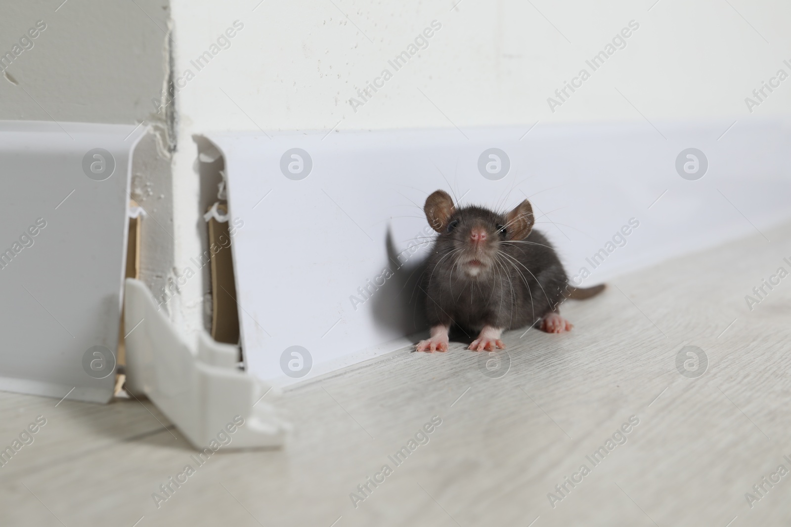 Photo of Rat on floor near chewed baseboard indoors. Pest control