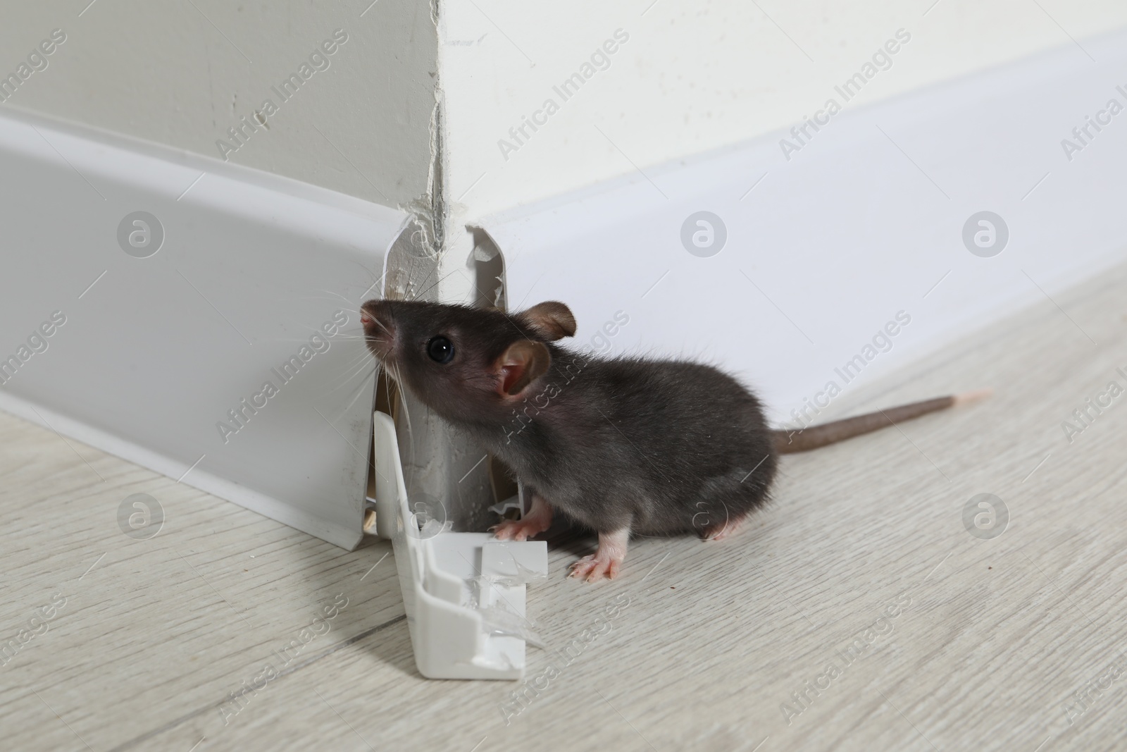 Photo of Rat on floor near chewed baseboard indoors. Pest control