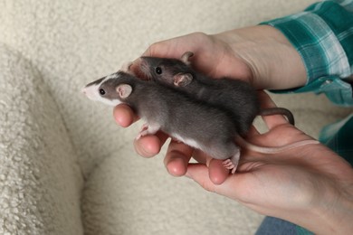 Woman with adorable little rats on sofa indoors, closeup